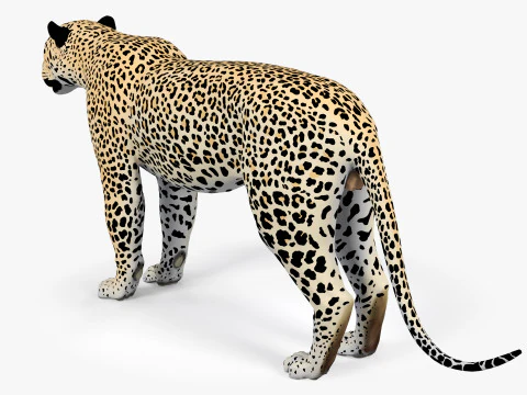 Leopard 3D Model