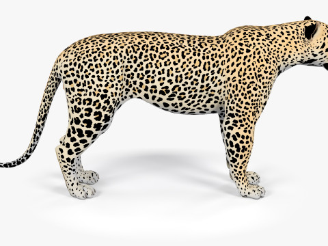 Leopard Modèle 3D