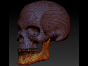 human skull 3D-Modell