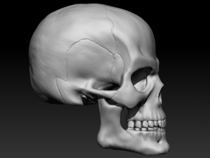 human skull 3D-Modell
