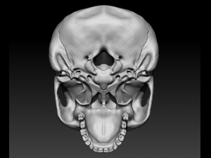 human skull 3D-Modell