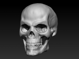 human skull 3D Model
