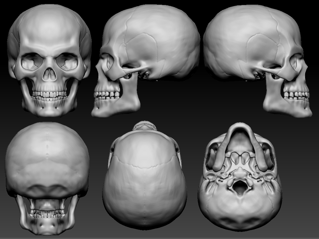 Skull 3d model. Череп человека анатомия 3д.