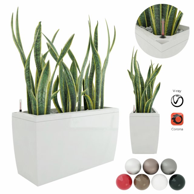 sansevieria in the pot lechusa cararo Model 3D .c4d .max .obj .3ds .fbx .stl .blend 