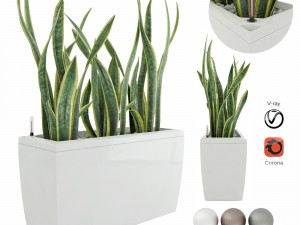 sansevieria in the pot lechusa cararo 3D 모델