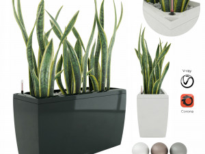 sansevieria in the pot lechusa cararo Model 3D
