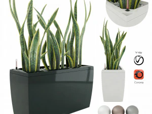 sansevieria in the pot lechusa cararo 3D Model