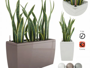 sansevieria in the pot lechusa cararo 3D Model