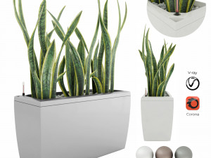 sansevieria in the pot lechusa cararo Model 3D