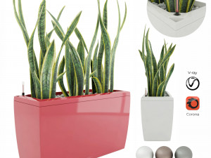 sansevieria in the pot lechusa cararo Model 3D