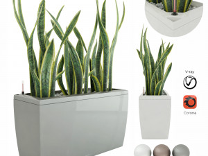 sansevieria in the pot lechusa cararo Model 3D