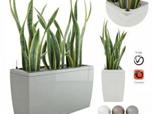 sansevieria in the pot lechusa cararo 3D Model