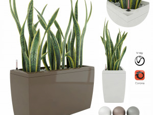 sansevieria in the pot lechusa cararo Model 3D