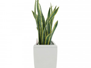 sansevieria in the pot lechusa cararo Model 3D