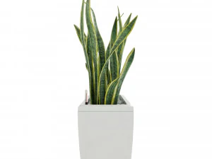 sansevieria in the pot lechusa cararo 3D Model