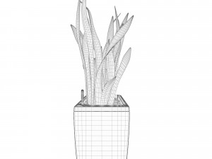 sansevieria in the pot lechusa cararo Model 3D