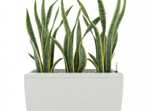 sansevieria in the pot lechusa cararo Model 3D