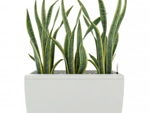 sansevieria in the pot lechusa cararo 3D Model