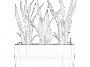 sansevieria in the pot lechusa cararo Model 3D