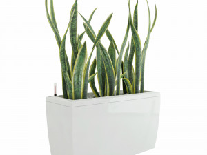 sansevieria in the pot lechusa cararo Model 3D