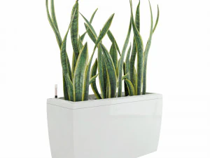 sansevieria in the pot lechusa cararo 3D Model