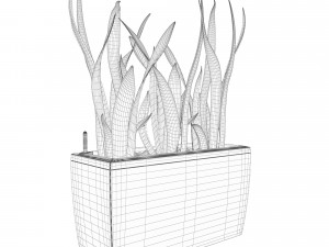 sansevieria in the pot lechusa cararo Model 3D