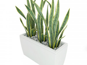 sansevieria in the pot lechusa cararo Model 3D