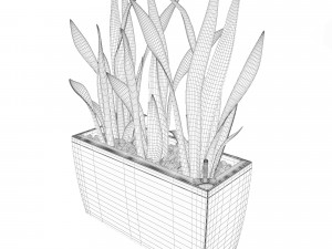 sansevieria in the pot lechusa cararo Model 3D