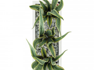 sansevieria in the pot lechusa cararo Model 3D