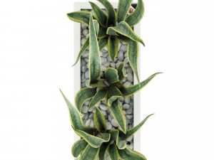 sansevieria in the pot lechusa cararo 3D Model