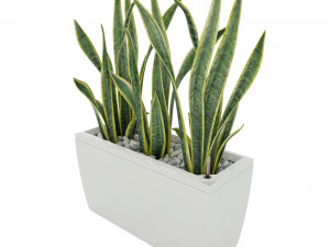 sansevieria in the pot lechusa cararo Model 3D