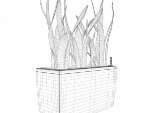 sansevieria in the pot lechusa cararo Model 3D