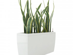 sansevieria in the pot lechusa cararo Model 3D