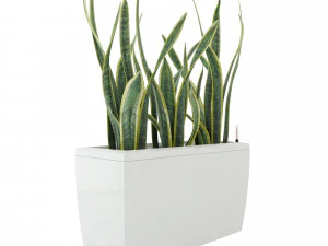 sansevieria in the pot lechusa cararo 3D Model