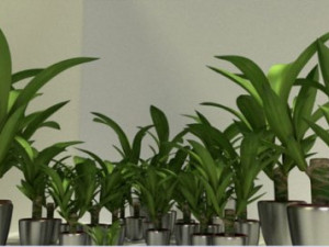 indoor pot plant Model 3D