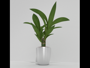 indoor pot plant 3D मॉडल