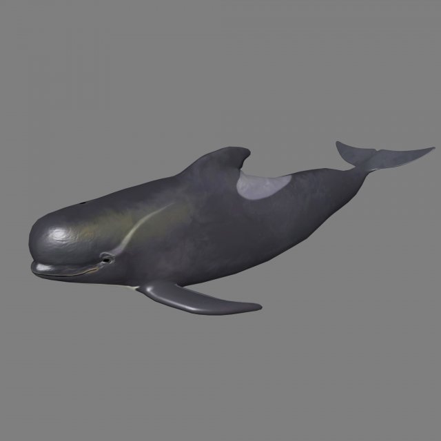 dolphin Modelo 3D .c4d .max .obj .3ds .fbx .stl .blend 