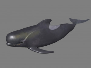 dolphin 3D Model