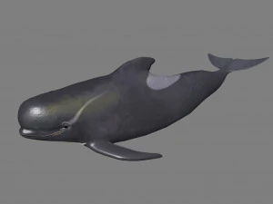 dolphin 3D Model