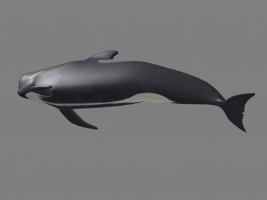 dolphin Modelo 3D