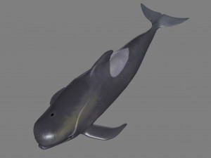 dolphin Modelo 3D