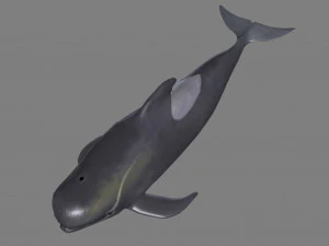 dolphin 3D Model