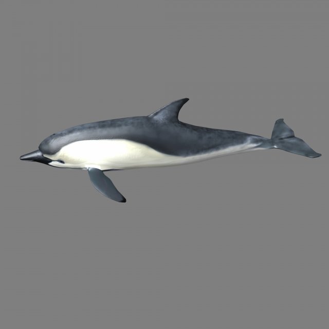 dolphins 3D Model .c4d .max .obj .3ds .fbx .stl .blend 