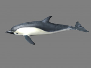 dolphins 3Dモデル
