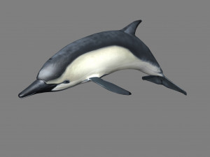 dolphins 3D Model