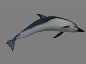 dolphins 3D Model