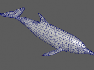 dolphins 3D Model