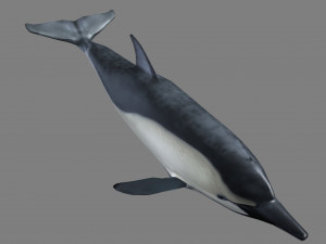 dolphins 3D Model