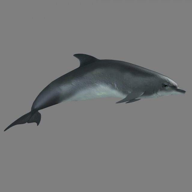 dolphins 3D Model .c4d .max .obj .3ds .fbx .stl .blend 