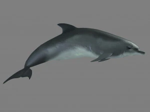 海豚 3D 模型